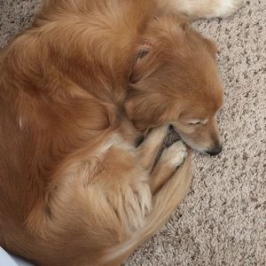 Meet your Posher, Pam